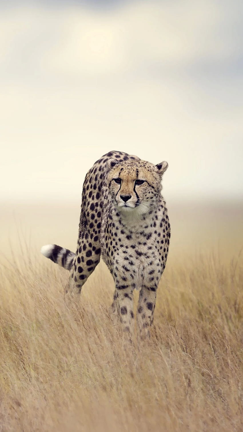 Cheetah Wallpaper 4K Grass Wild animals Animals 6044