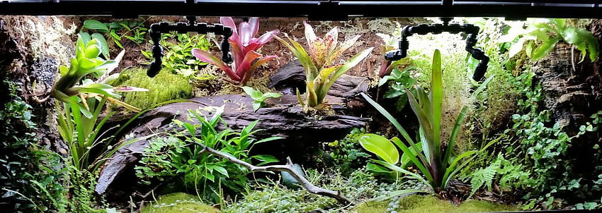 Taylor's First Custom Dart Frog Vivarium A Step By Step Guide Josh's Frogs How To Guides, Terrarium HD wallpaper
