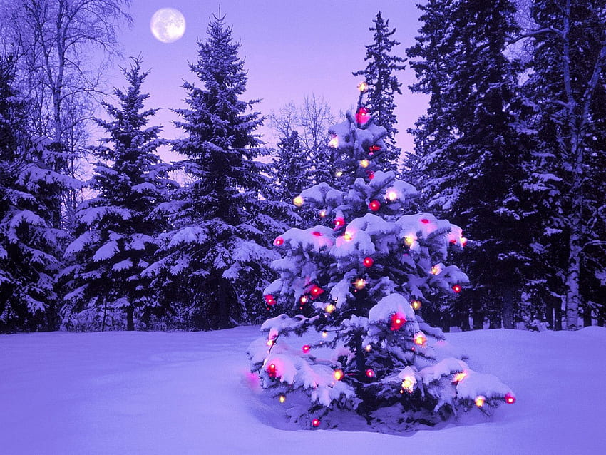 Празници, Зима, Небе, Нова година, Луна, Сняг, Светлини, Гора, Коледа, Вечер, Коледна елха, Гирлянд HD тапет