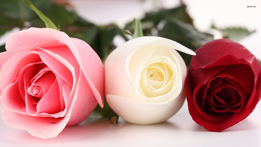 Lovely - Pink White Red Roses, Red and Pink Flowers HD wallpaper | Pxfuel