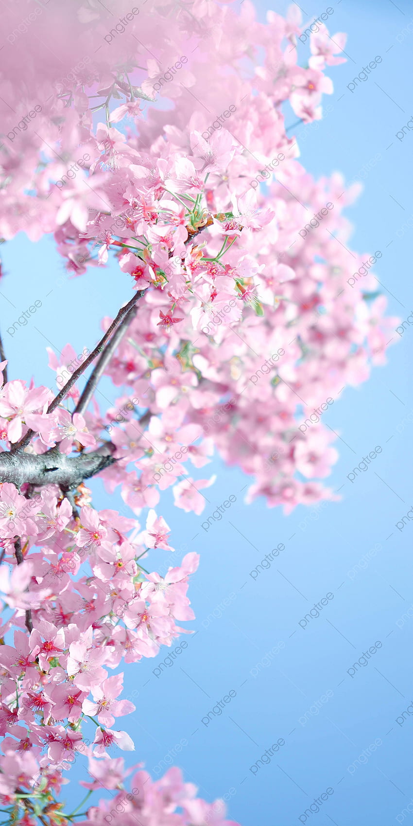 Sakura Vertical Spring graphy Of Pink Sakura Phone , Sakura, Cherry Blossoms, Spring Background for HD phone wallpaper