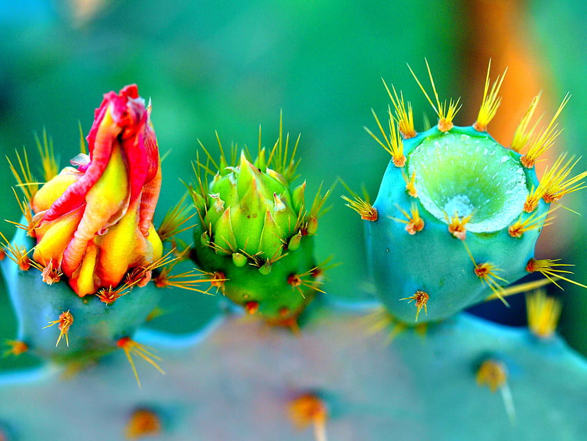 Blumen, Makro, Kaktus, Dornen, Stacheln HD-Hintergrundbild