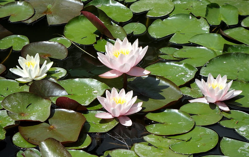 Flowers, Water, Leaves, Water Lilies, Pond, Sunny HD wallpaper