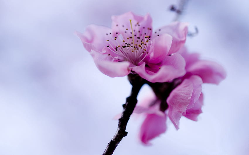 ดอกไม้ พืช มาโคร บลูม ออกดอก สาขา ฤดูใบไม้ผลิ วอลล์เปเปอร์ HD