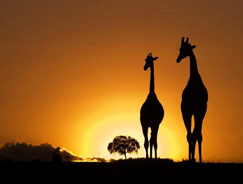 Sagome di Africa, Africa, orizzonte, giraffa, tramonto, arancio e oro, albero Sfondo HD