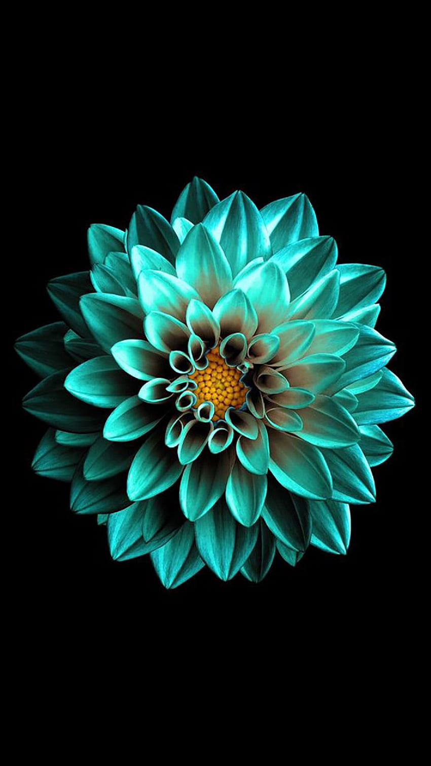 Blume S11 Verwendungshinweis 109 - Limettengrüne grüne Dahlien -, Blaue Dahlie HD-Handy-Hintergrundbild