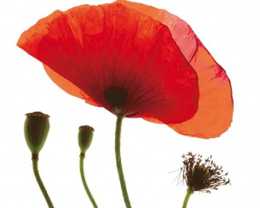 Roter Mohn, roter Mohn, Knospen, Nahaufnahme, Blume HD-Hintergrundbild