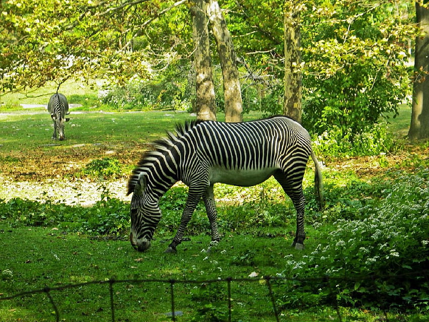 Awesome Zebras, incrível, verde, zebras, pastando papel de parede HD