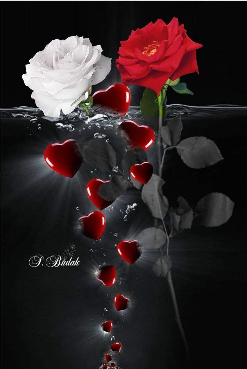 Leonardo Flores on Kelebek. Beautiful rose flowers, Beautiful flowers, Very  beautiful flowers, Romantic Love Flowers HD phone wallpaper | Pxfuel