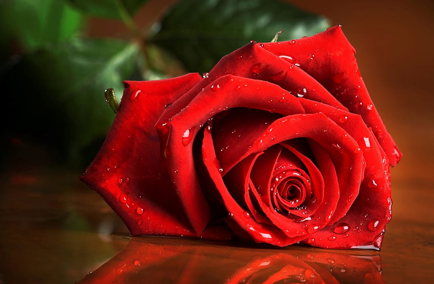 Drops, Macro, Rose Flower, Rose, Red Rose, Scarlet Rose HD wallpaper