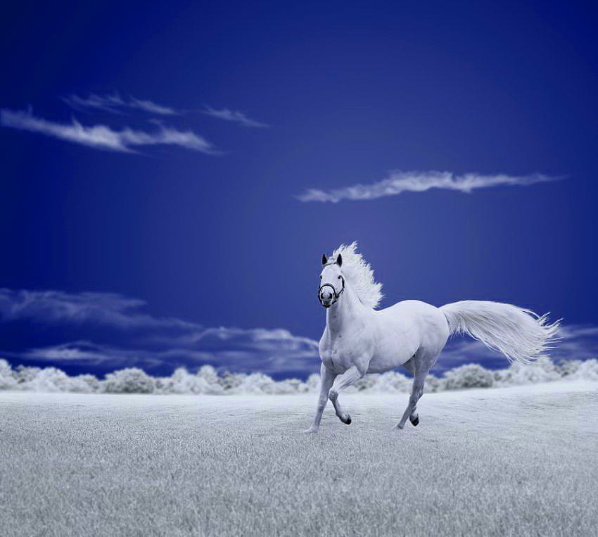 Campo di bianco, furbo blu, al galoppo, nuvole, cavallo bianco, campo bianco Sfondo HD