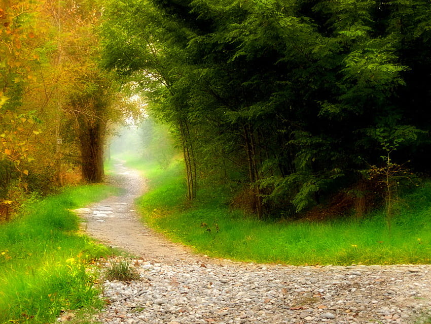 La pequeña pasarela verde, sol, camino, verde, árboles, oro, bosque. fondo de pantalla