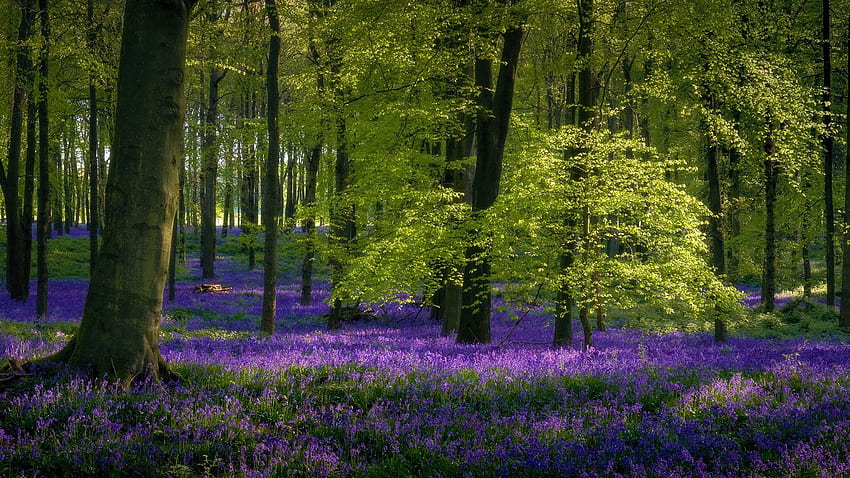Dockey Wood, Hertfordshire Birleşik Krallık, ağaçlar, çiçekler, bahar, İngiltere, çiçekler HD duvar kağıdı
