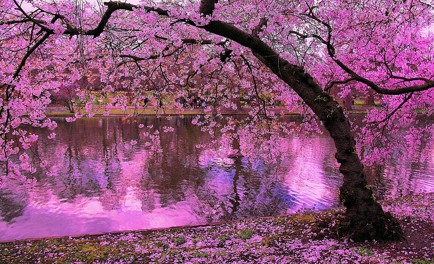 Latar Belakang Pohon Bunga Sakura, Pohon Bunga Jepang Wallpaper HD