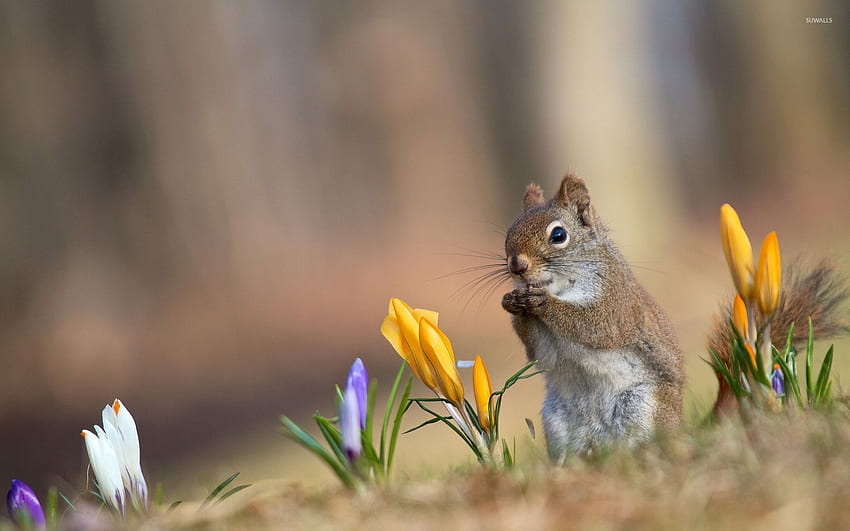 크로커스 사이의 다람쥐 - 동물, 귀여운 봄 동물 HD 월페이퍼