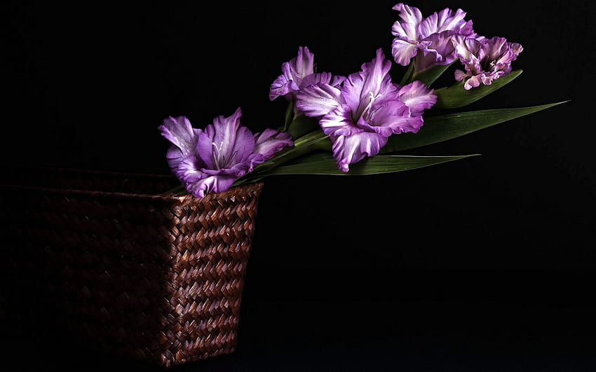Blumen, Hintergrund, Blätter, Gladiolen, Korb HD-Hintergrundbild