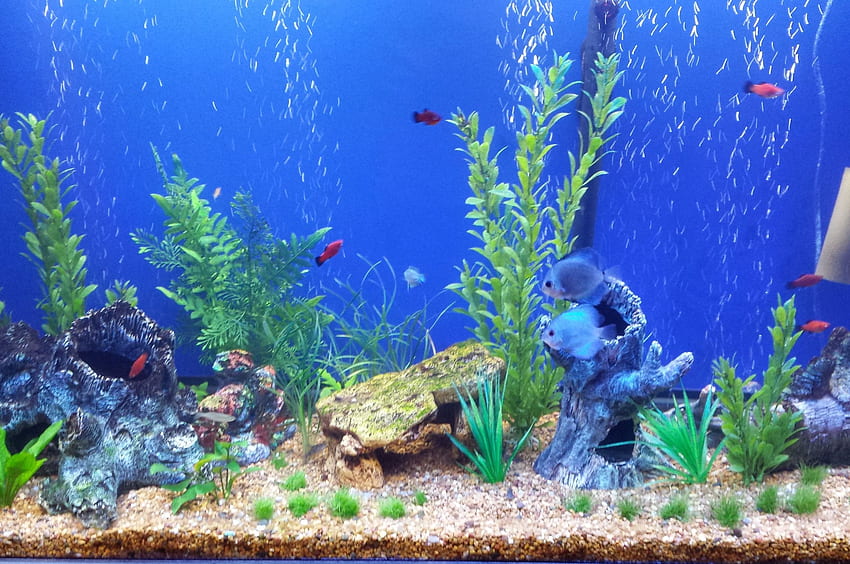 aquarium background printable fish tank background aquatic [] for your , Mobile & Tablet. Explore Fish Tank . Fish for , Live Fish Tank HD wallpaper