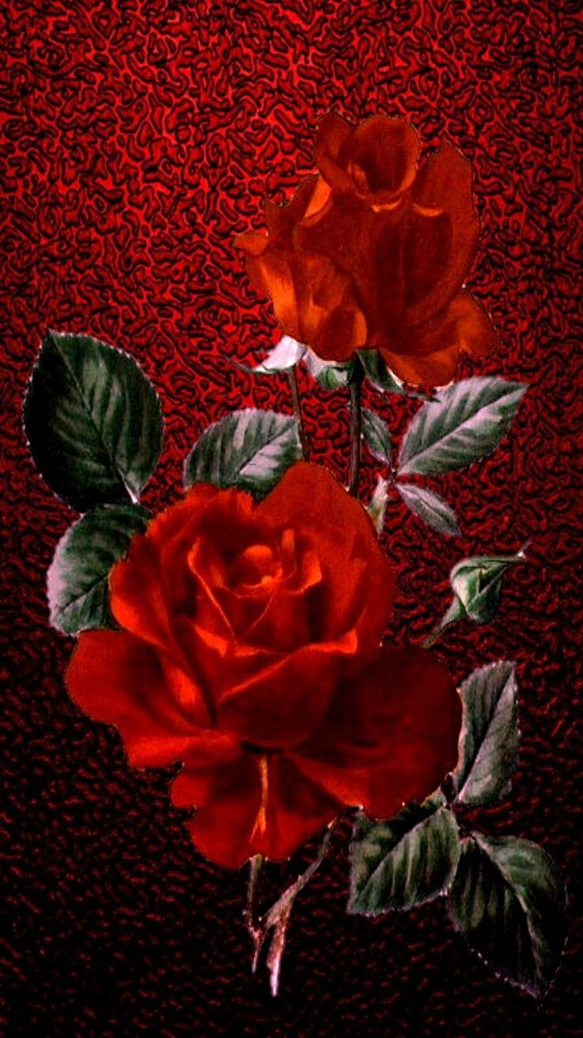 Rose Blanc Noir Roses Fleurs Fond 3D Belles Roses Rouges Blanches Fond d'écran de téléphone HD