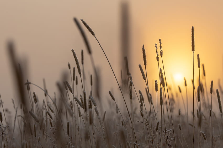 Nature, Grass, Sun, Dawn, Ear HD wallpaper