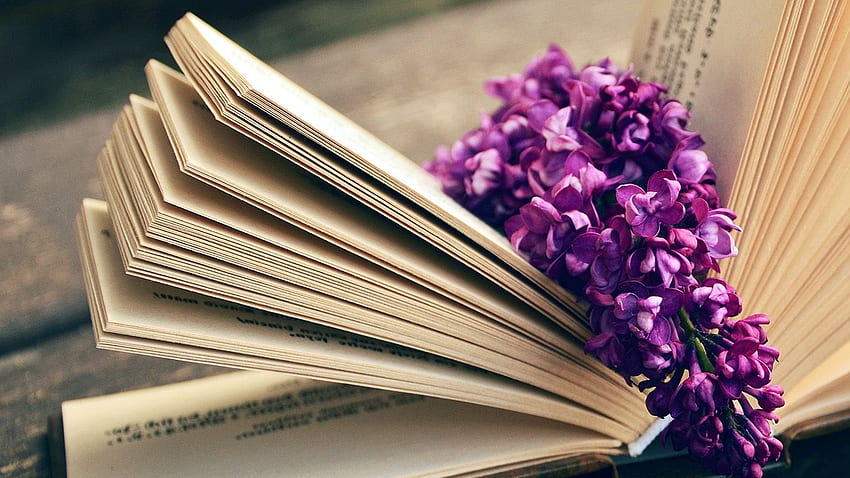 para, portátil. libro leer tiempo flor llamarada púrpura fondo de pantalla