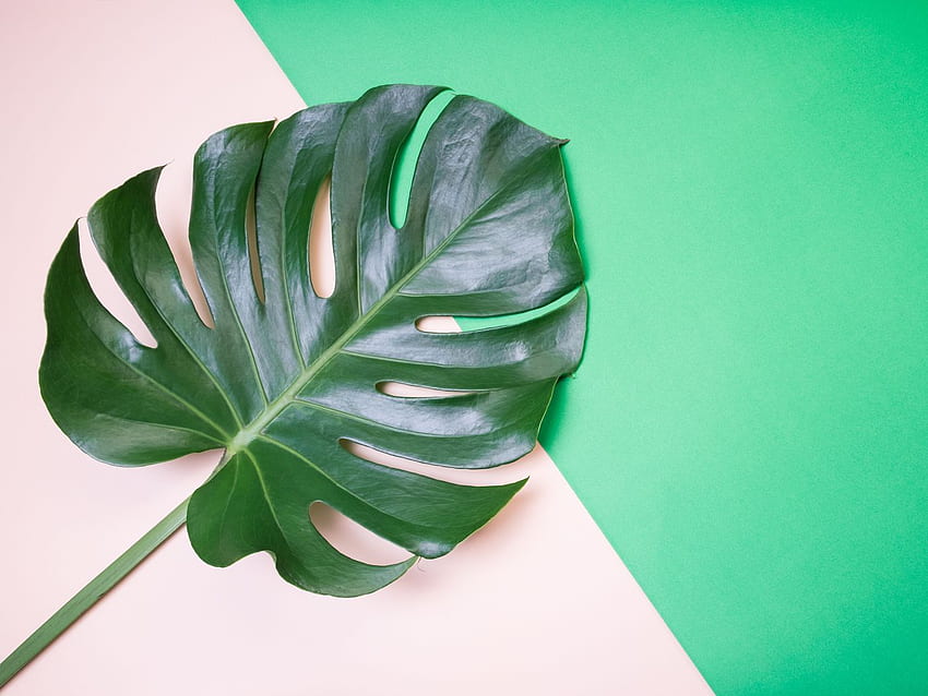 The Monstera Deliciosa, or Swiss Cheese Plant, Is Everywhere HD wallpaper