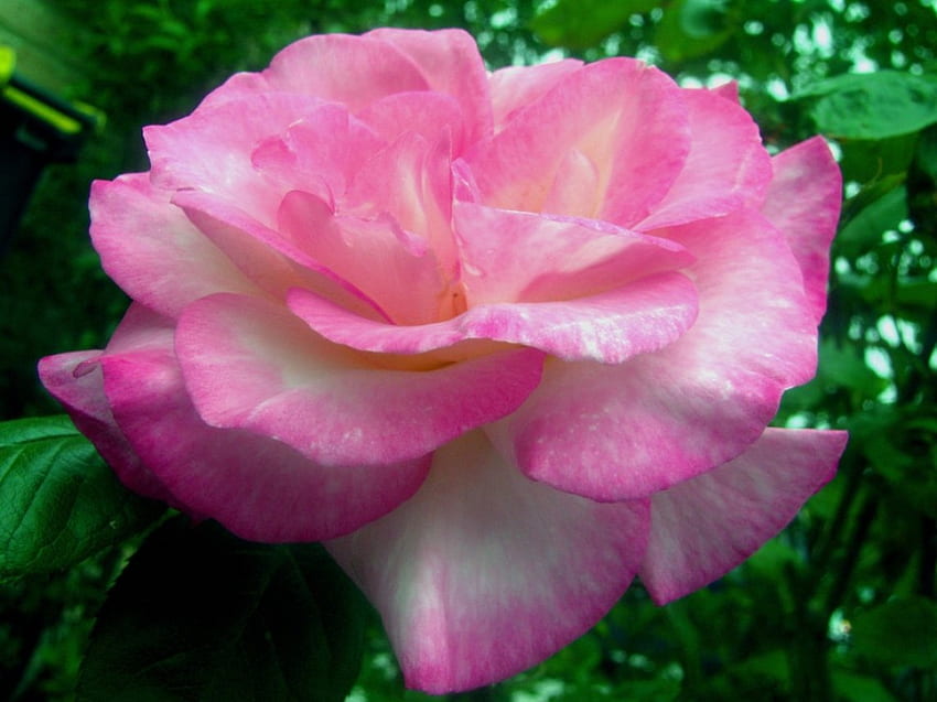 Rosa rosa, flores, rosas papel de parede HD