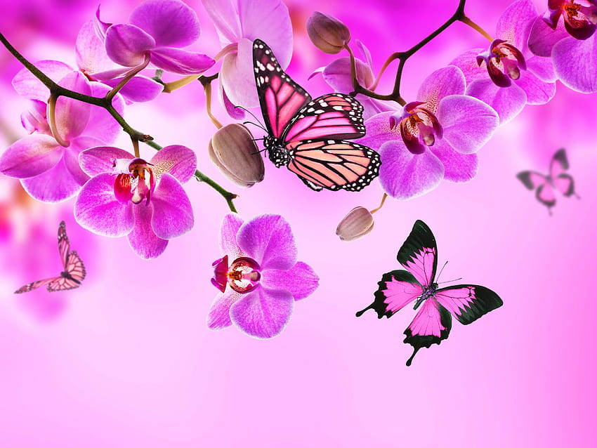 mariposa rosa y negra, mariposas, color fondo de pantalla | Pxfuel