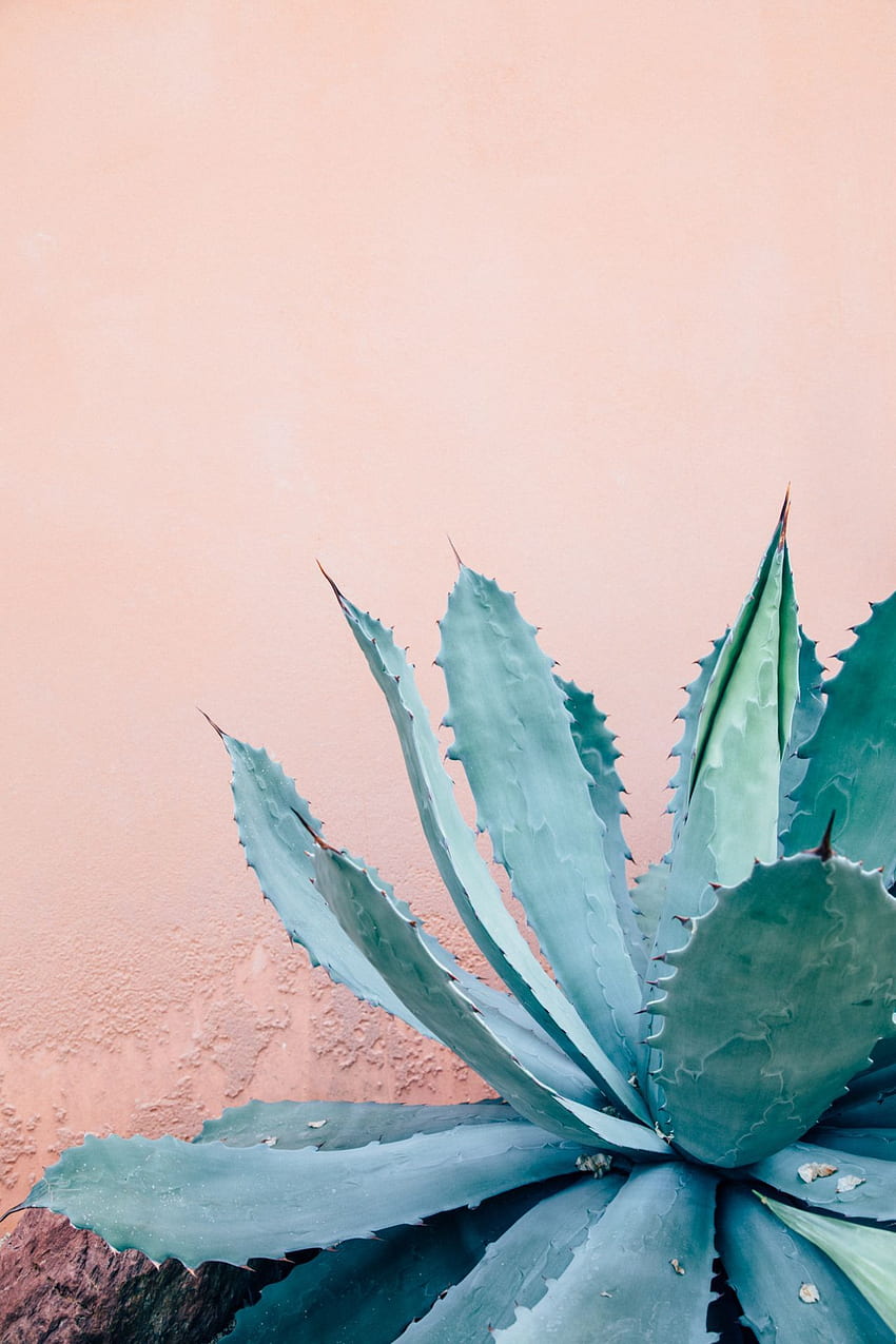 prickly pals on pink // agave. p l a n t s. Nature plants HD phone wallpaper