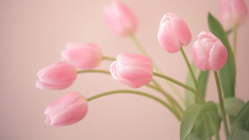 Pink Tulip, Tulips HD wallpaper