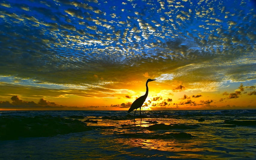 Uccello al tramonto, animale, orizzonte, uccello, riflesso, nuvole, natura, cielo, acqua, tramonto, oceano Sfondo HD