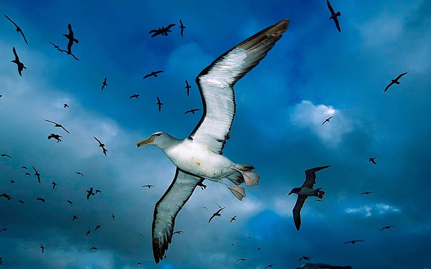 動物, 鳥, 空, 海, カモメ, 雲, 群れ 高画質の壁紙