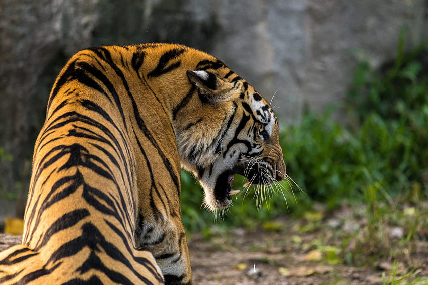 Predador, uma besta, tigre, animal papel de parede HD