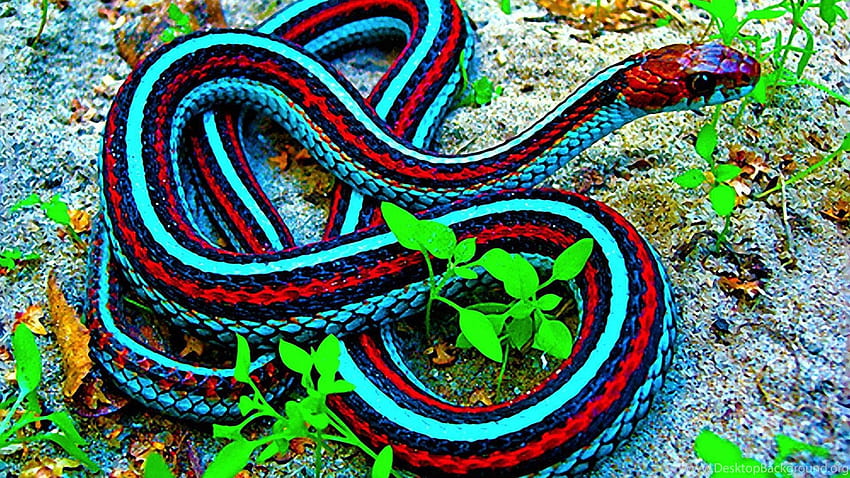 Black cobra animals snake HD phone wallpaper  Peakpx