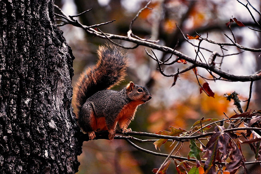 Animals, Squirrel, Autumn, Leaves, Wood, Tree, Branches HD wallpaper