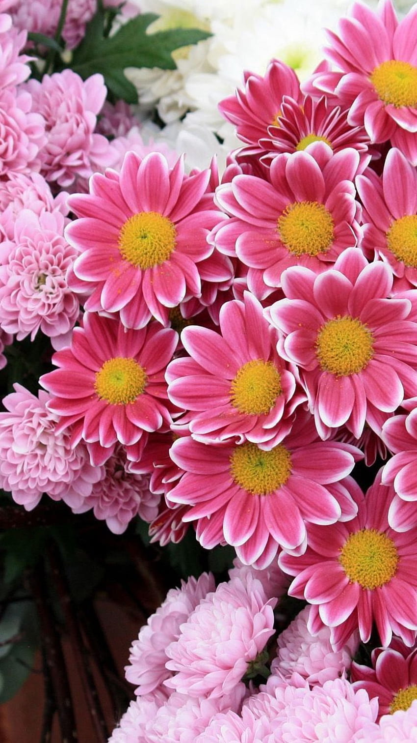 Frische rosafarbene Hyazinthen-Blumen auf Türkis gemaltem hölzernem Backgro HD-Handy-Hintergrundbild