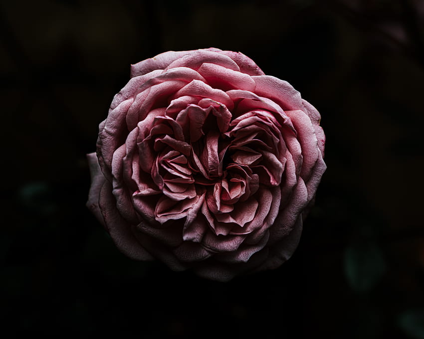 Flowers, Pink, Flower, Dark, Rose Flower, Rose, Close-Up HD wallpaper