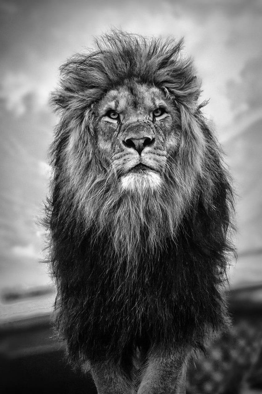 Lion black and white . - HD phone wallpaper