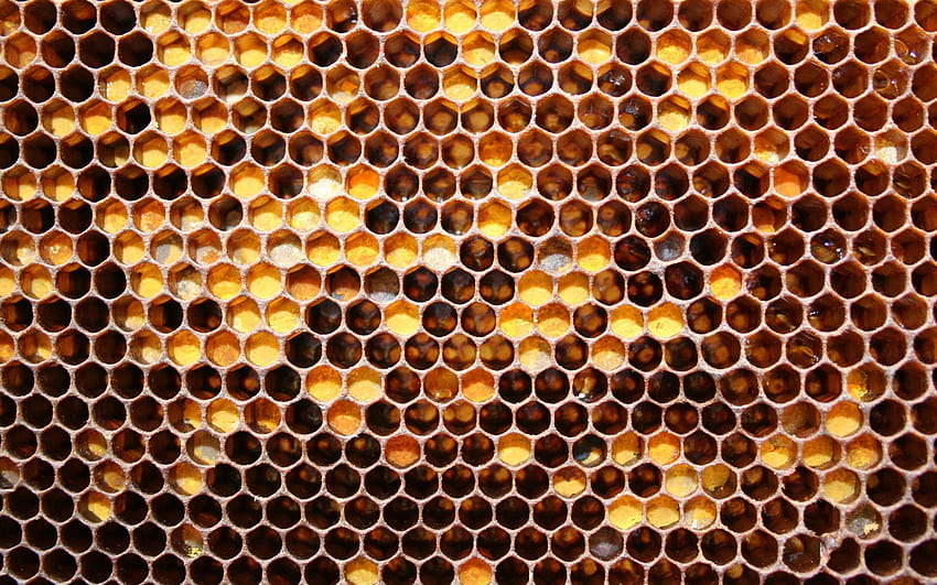 Beehive, Bee Art HD wallpaper