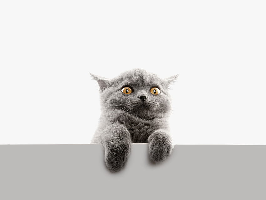 Funny face, animal, white, grey, weird, eyes, cat, pisica, scared, face, funny, paw HD wallpaper