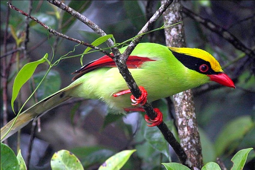 Kolorowy ptak, piękny Tapeta HD