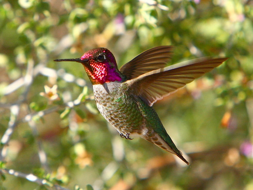 Hummingbird with beautiful color. Trochilidae HD wallpaper