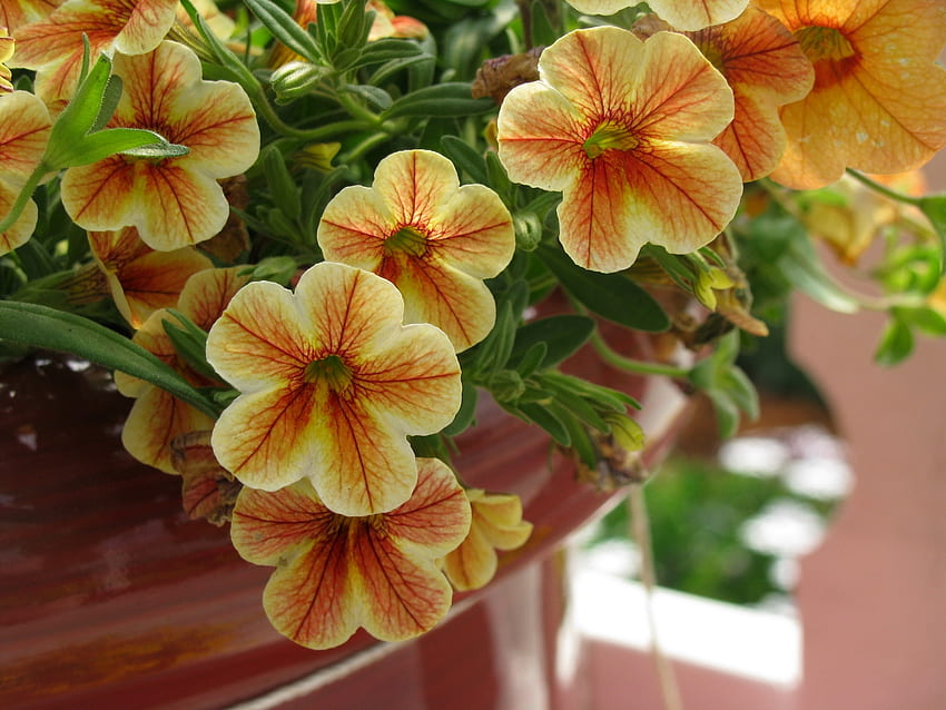 Flowers, Close-Up, Pots, Plant Pot, Calibrachoa, Calirohoa HD wallpaper