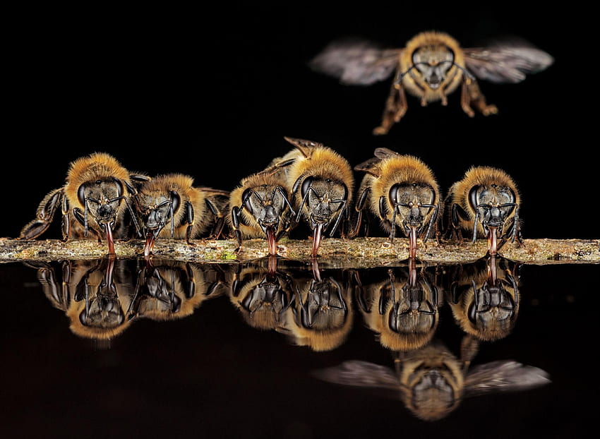 revelar a vida íntima de abelhas selvagens dentro de uma árvore, Save the Bees papel de parede HD