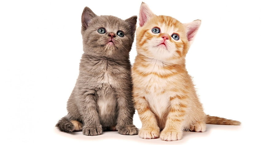 Cute Kittens, kitten, kitty, animals, cats, cute, beautiful, adorable HD wallpaper