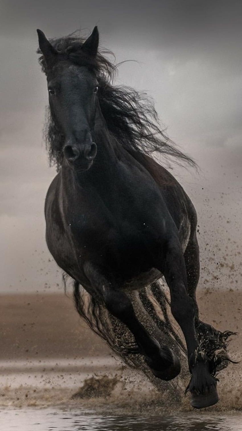Schwarzes Pferd, Laufen HD-Handy-Hintergrundbild