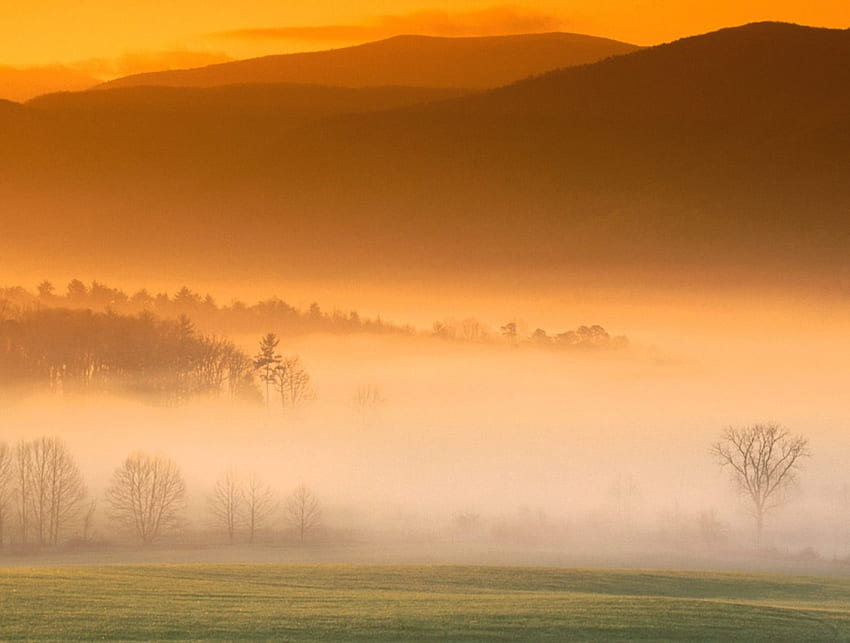 MISTY PAGI, ladang, alam, berkabut, matahari terbit Wallpaper HD