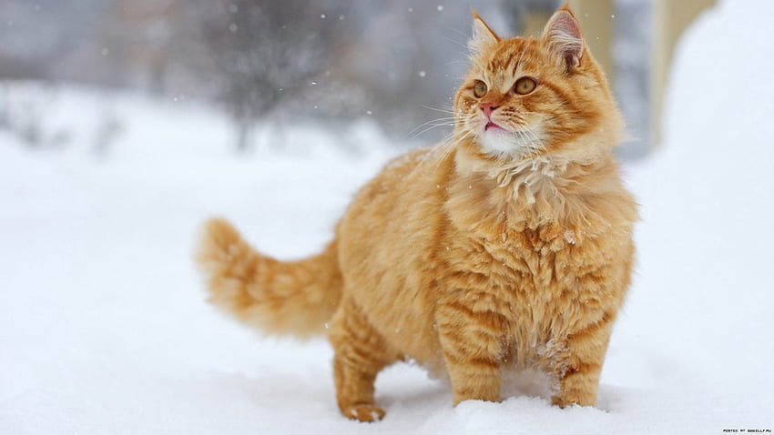 Tiere, Schnee, Katze, flauschig, gestreift, schlendern, dick, dick HD-Hintergrundbild