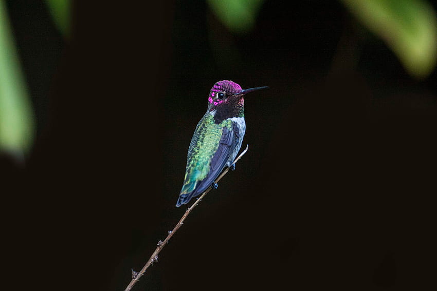 Hummingbird, colorful, bird, close up HD wallpaper