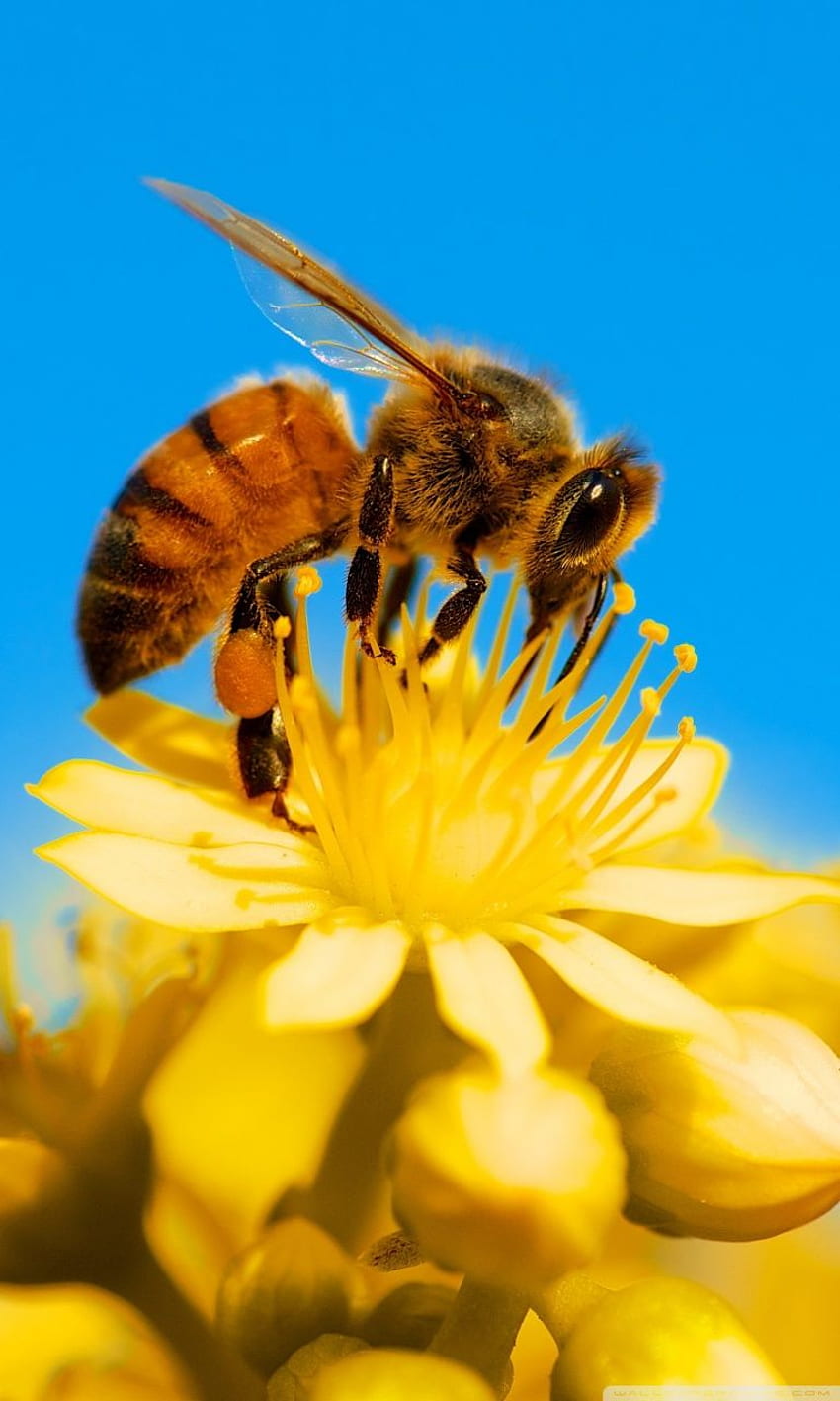 Honey Bee for Ultra TV HD phone wallpaper