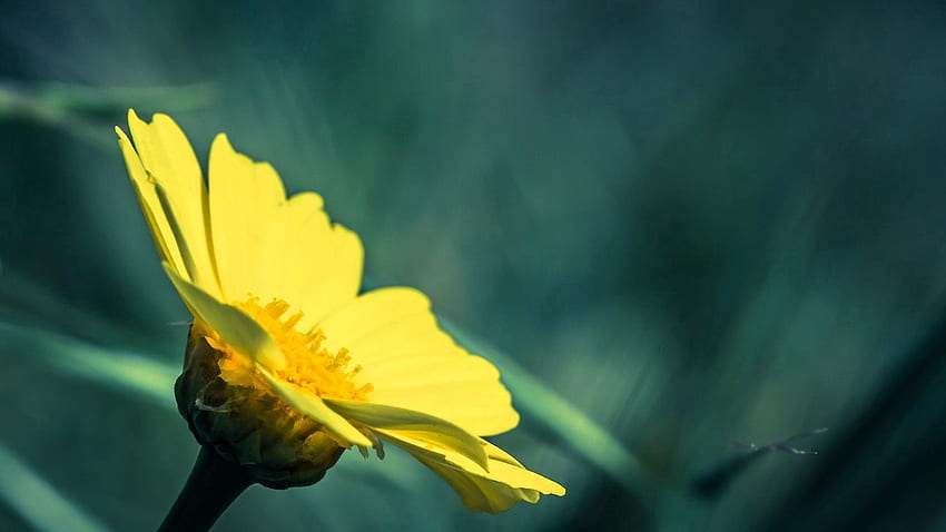 Hintergrund, Blume, Makro, Blütenblätter, gefettet, verschmiert HD-Hintergrundbild